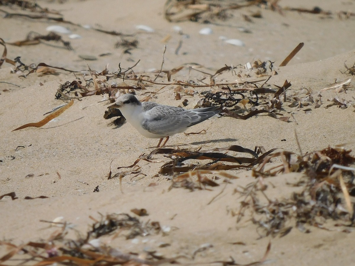 Little Tern - ML417549771