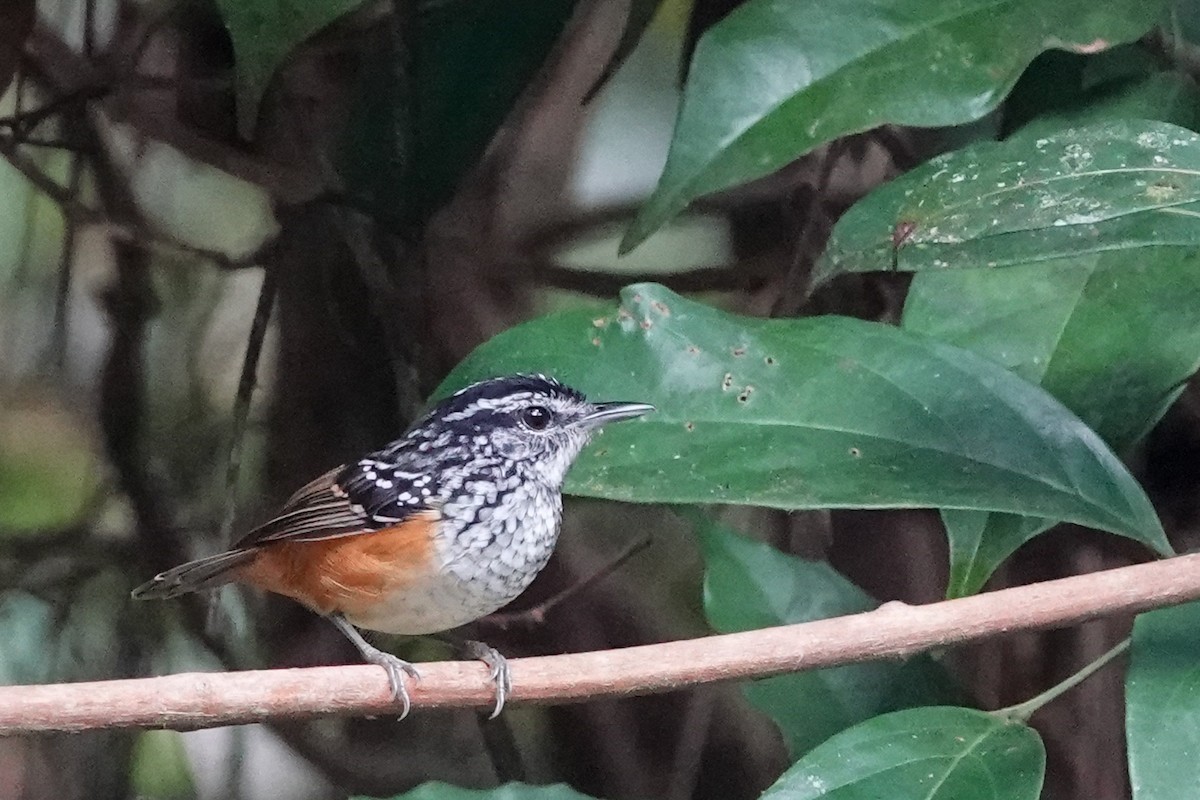 Peruvian Warbling-Antbird - ML417550731