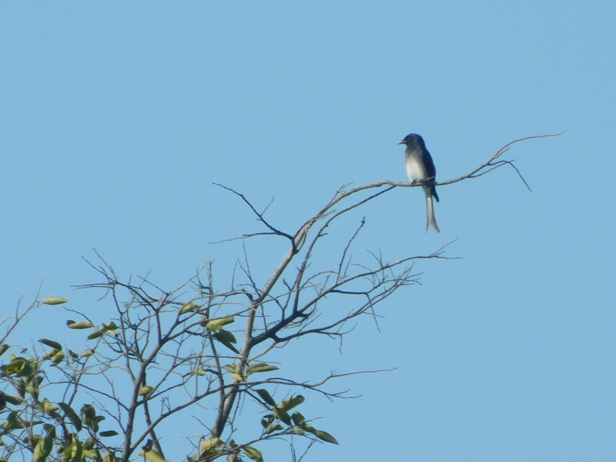 White-bellied Drongo - Amarjeet Kaur