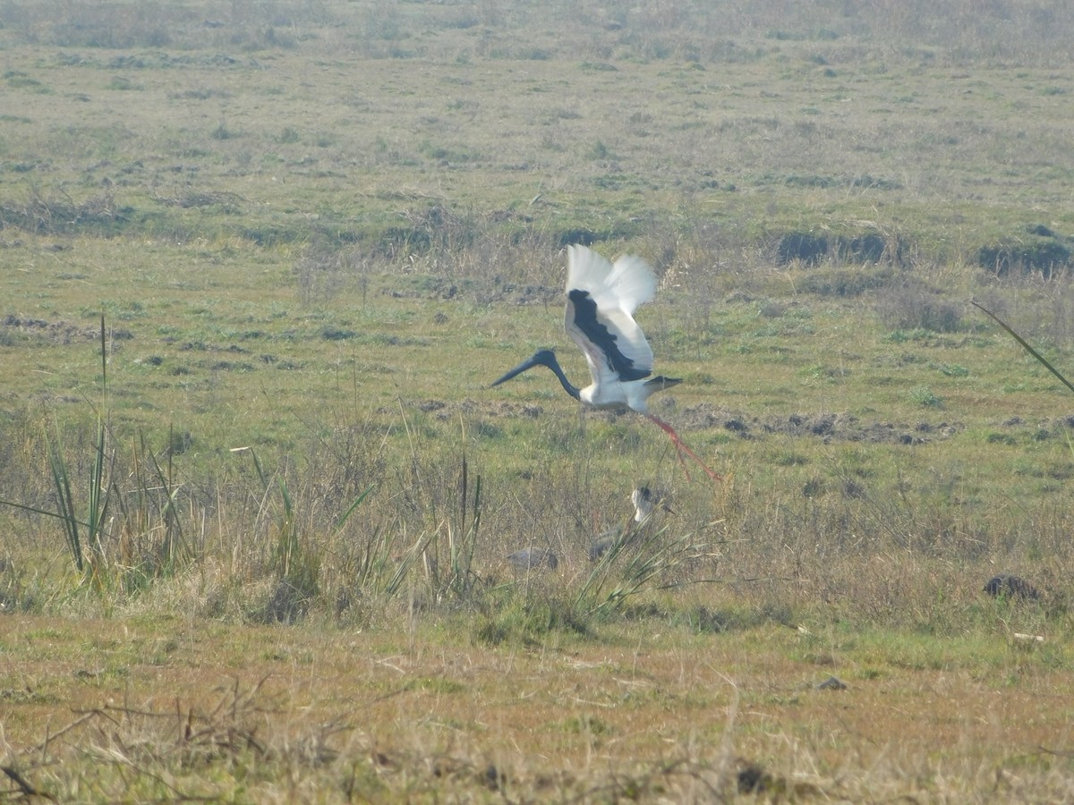 Black-necked Stork - ML417552331