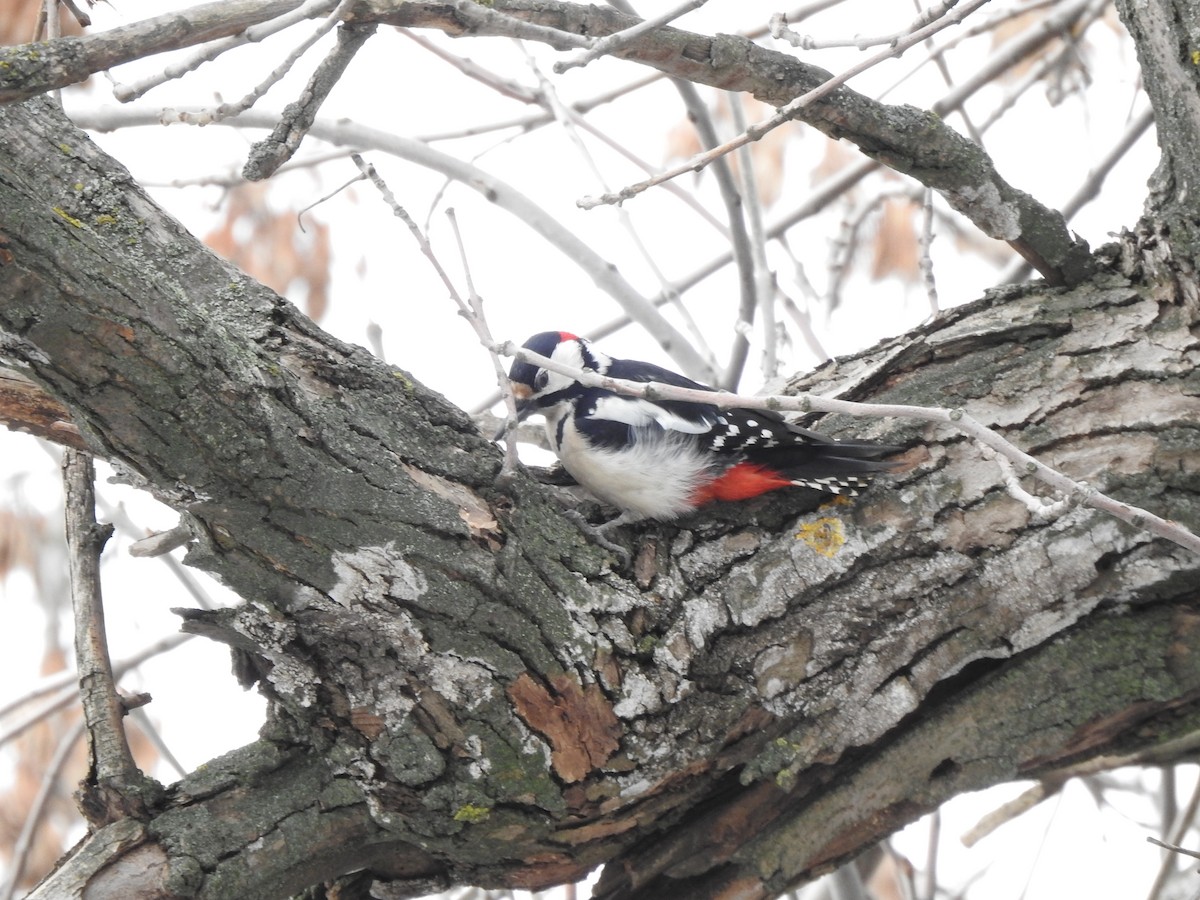 Great Spotted Woodpecker - Igor Kozytsky