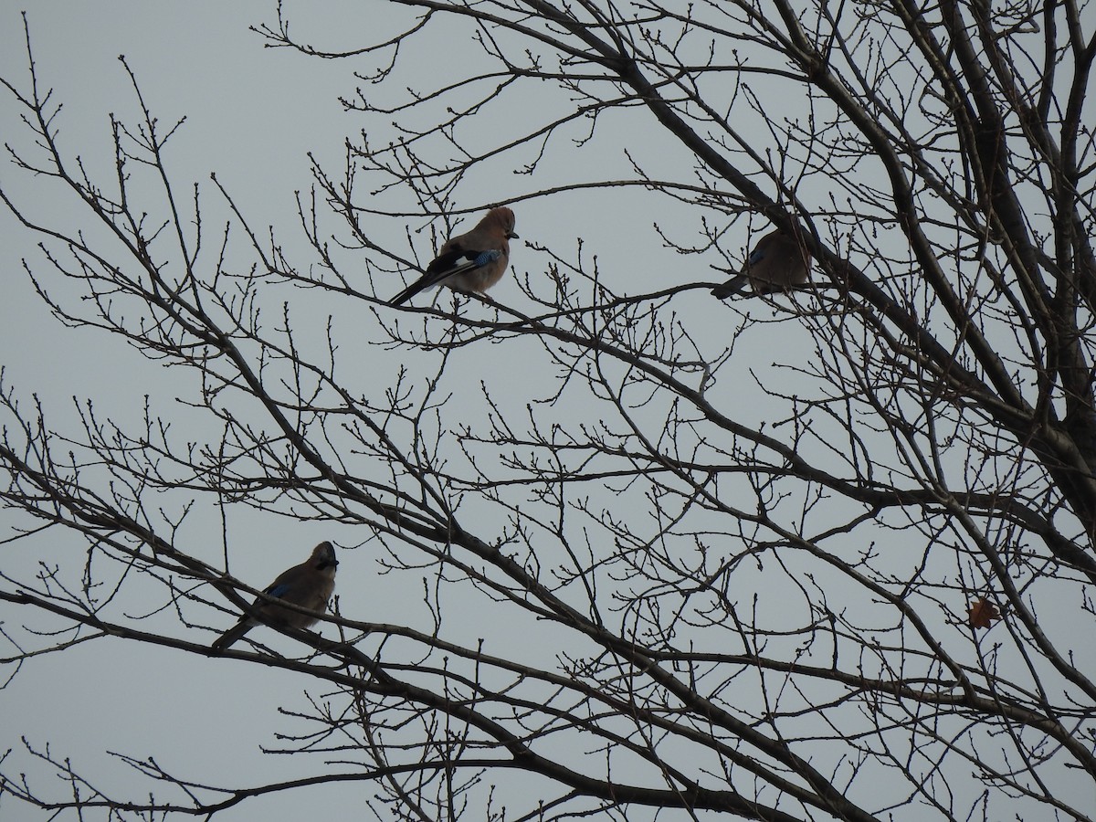 Eurasian Jay - ML417552611