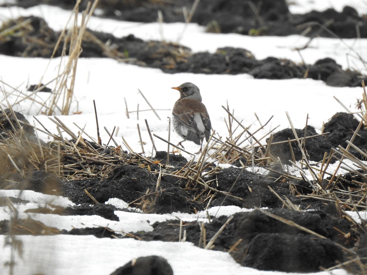 Fieldfare - ML417552641