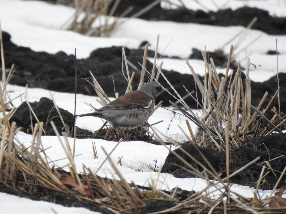 Fieldfare - Igor Kozytsky