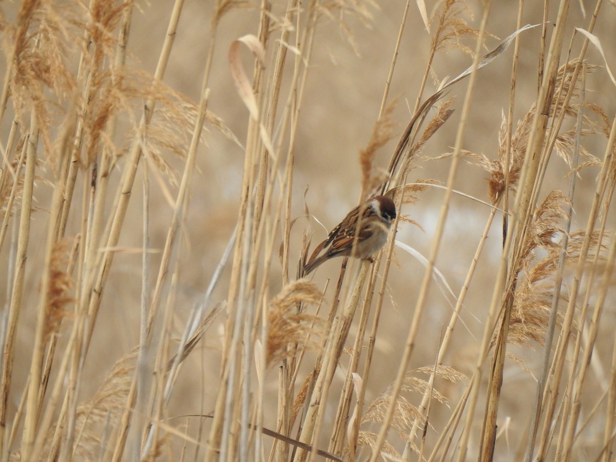 Eurasian Tree Sparrow - ML417552691