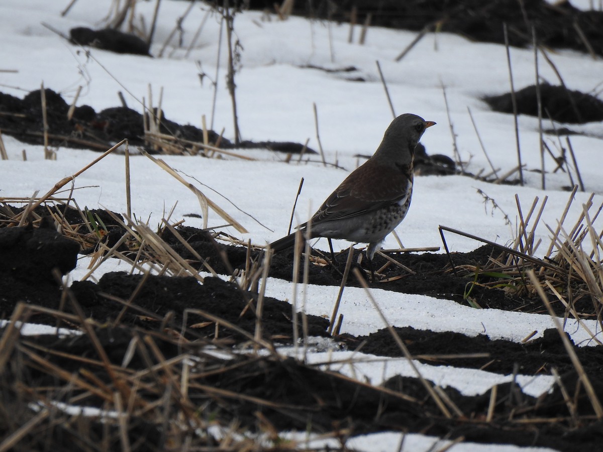 Fieldfare - Igor Kozytsky