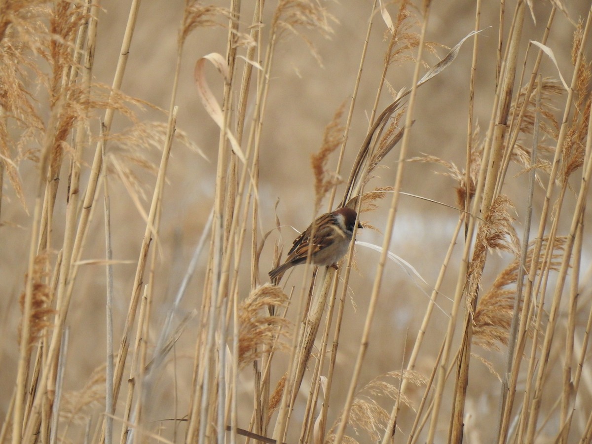 Eurasian Tree Sparrow - ML417552721