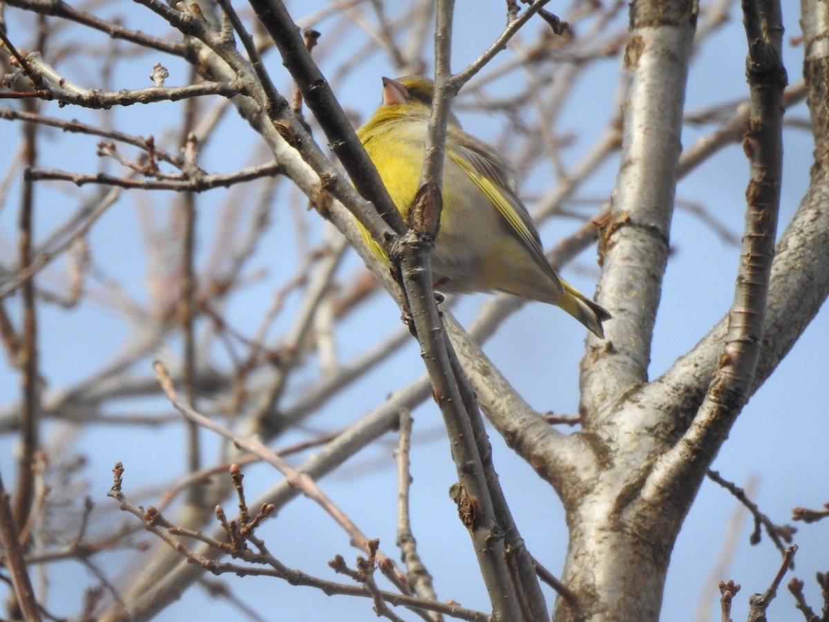 European Greenfinch - ML417552741