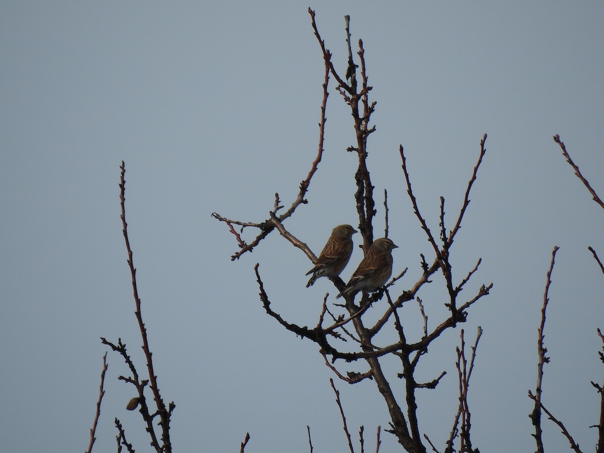 Eurasian Linnet - ML417552811