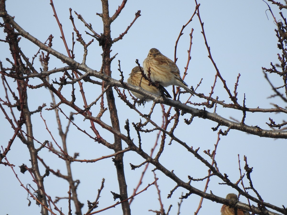 Eurasian Linnet - ML417552821