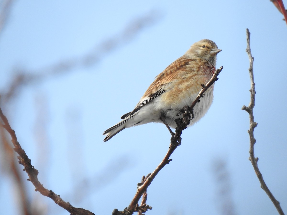 Eurasian Linnet - ML417552831