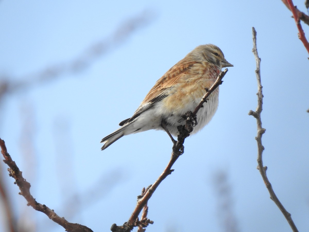 Eurasian Linnet - ML417552861