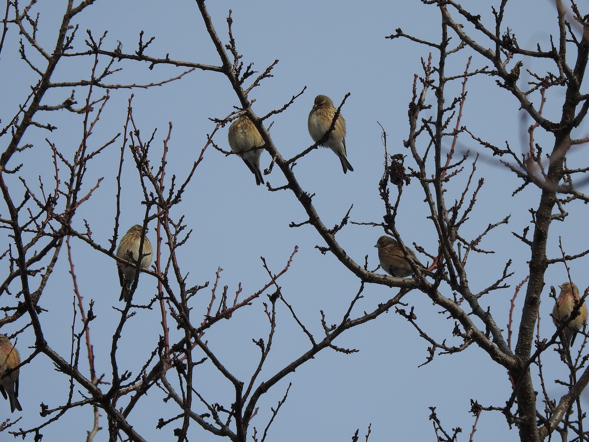 Eurasian Linnet - ML417552871