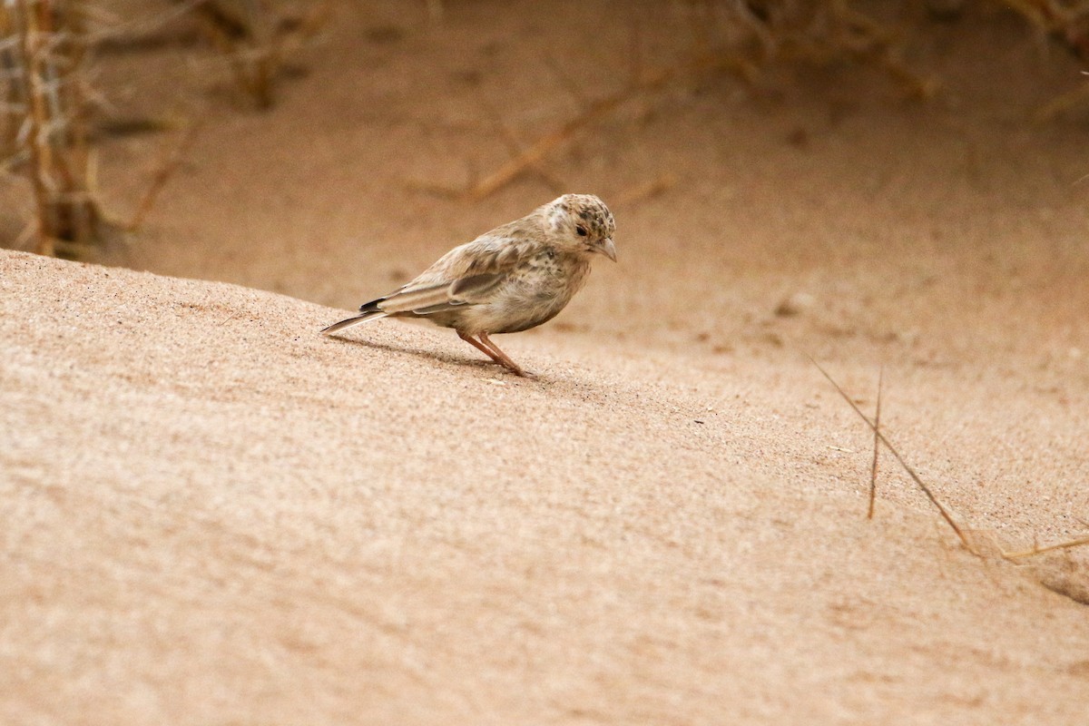 Gray-backed Sparrow-Lark - ML417552981