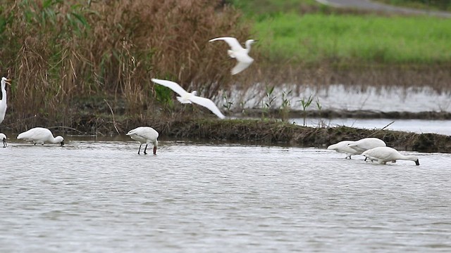 Eurasian Spoonbill - ML417553501