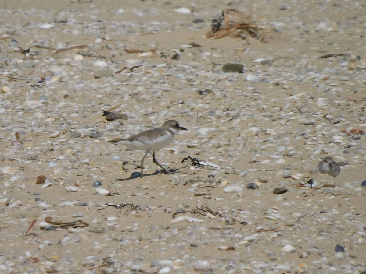 Greater Sand-Plover - George Vaughan
