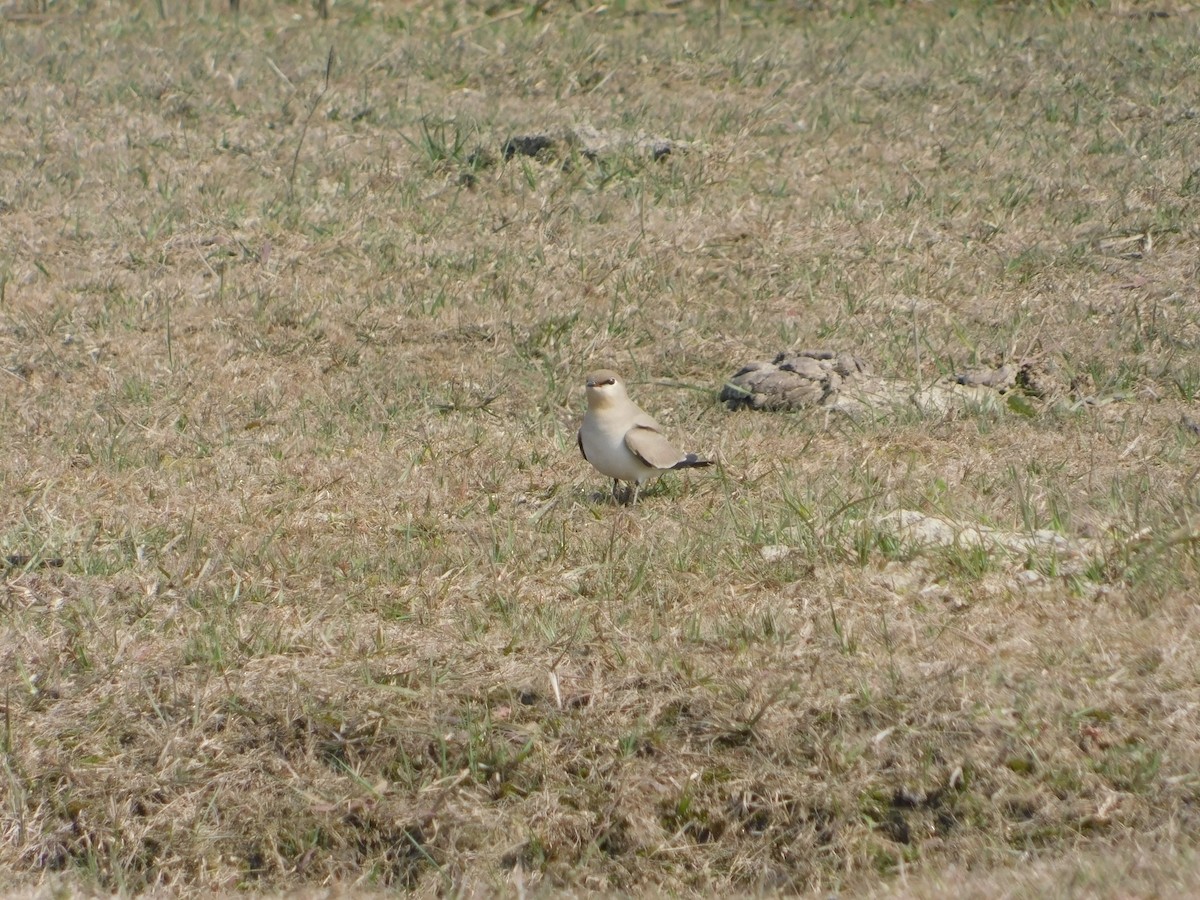 Small Pratincole - ML417554281