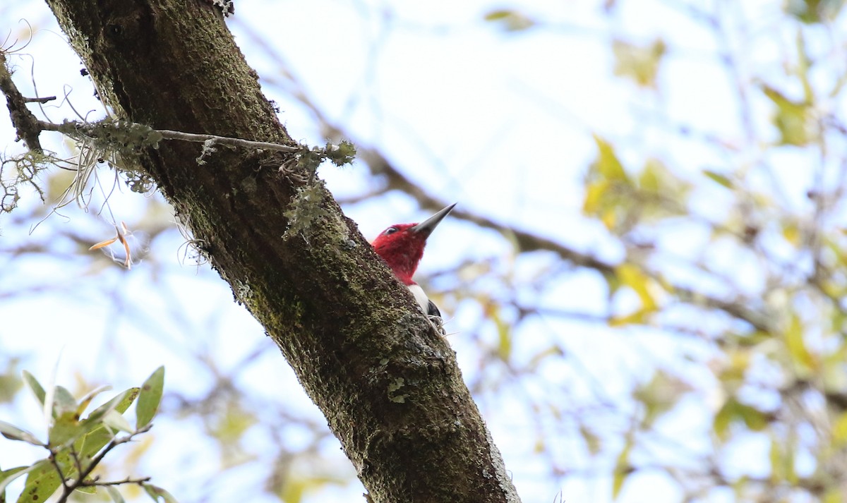 Red-headed Woodpecker - ML417555161