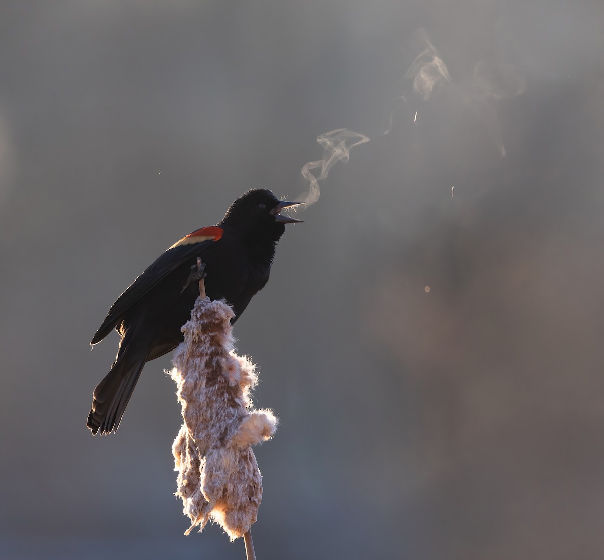 Red-winged Blackbird - Josh Cooper