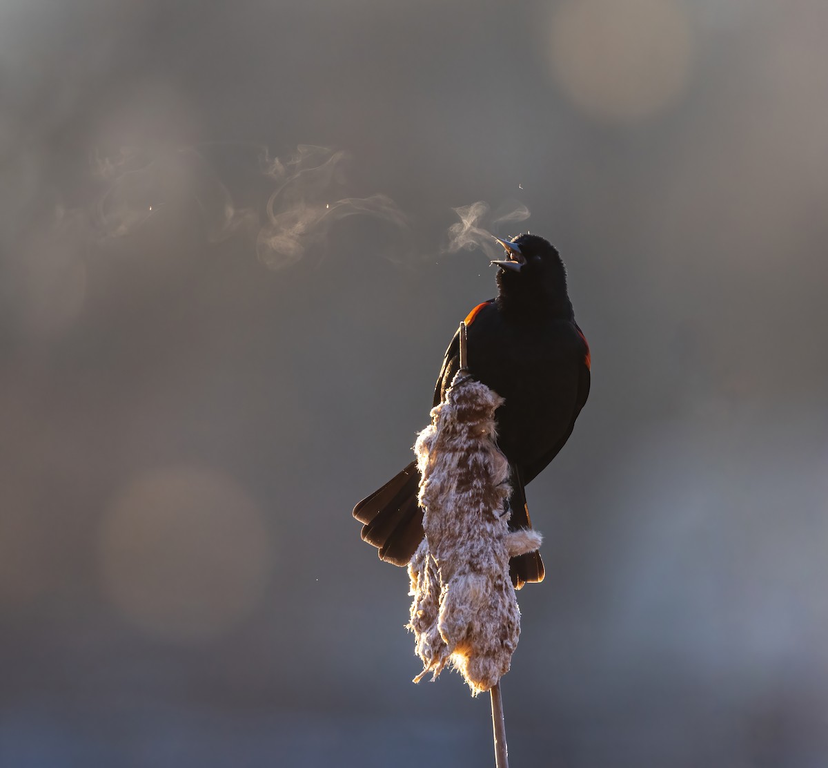 Red-winged Blackbird - Josh Cooper