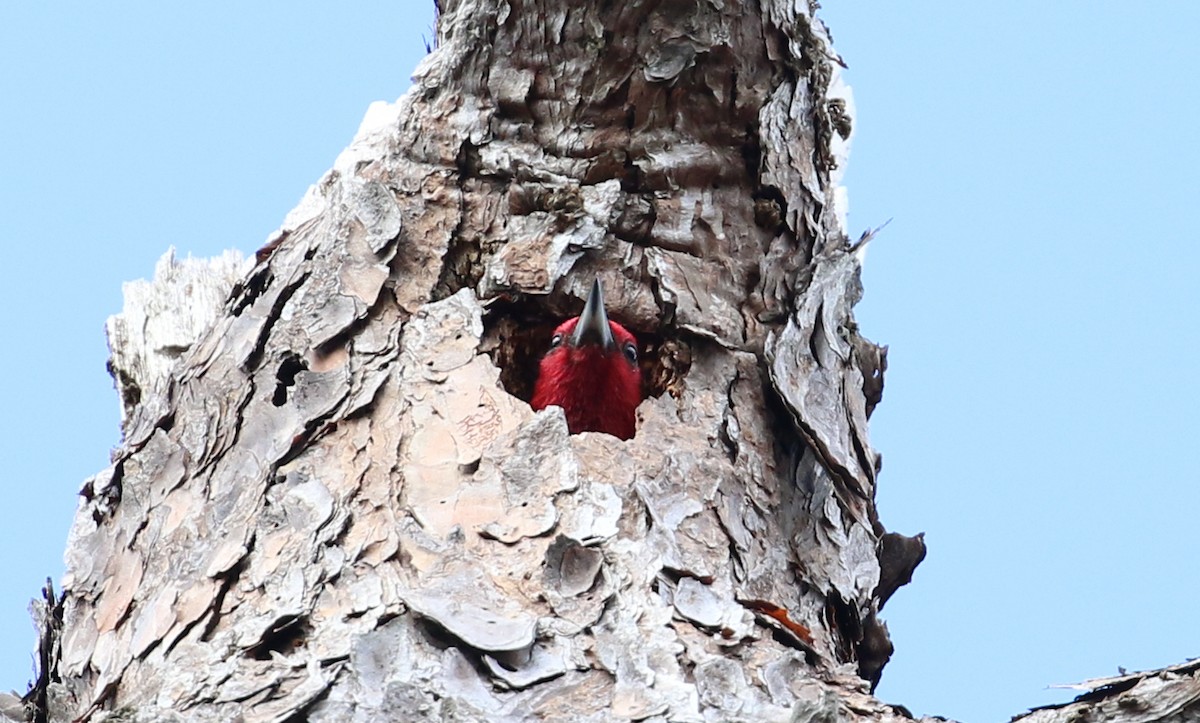 Red-headed Woodpecker - ML417555221