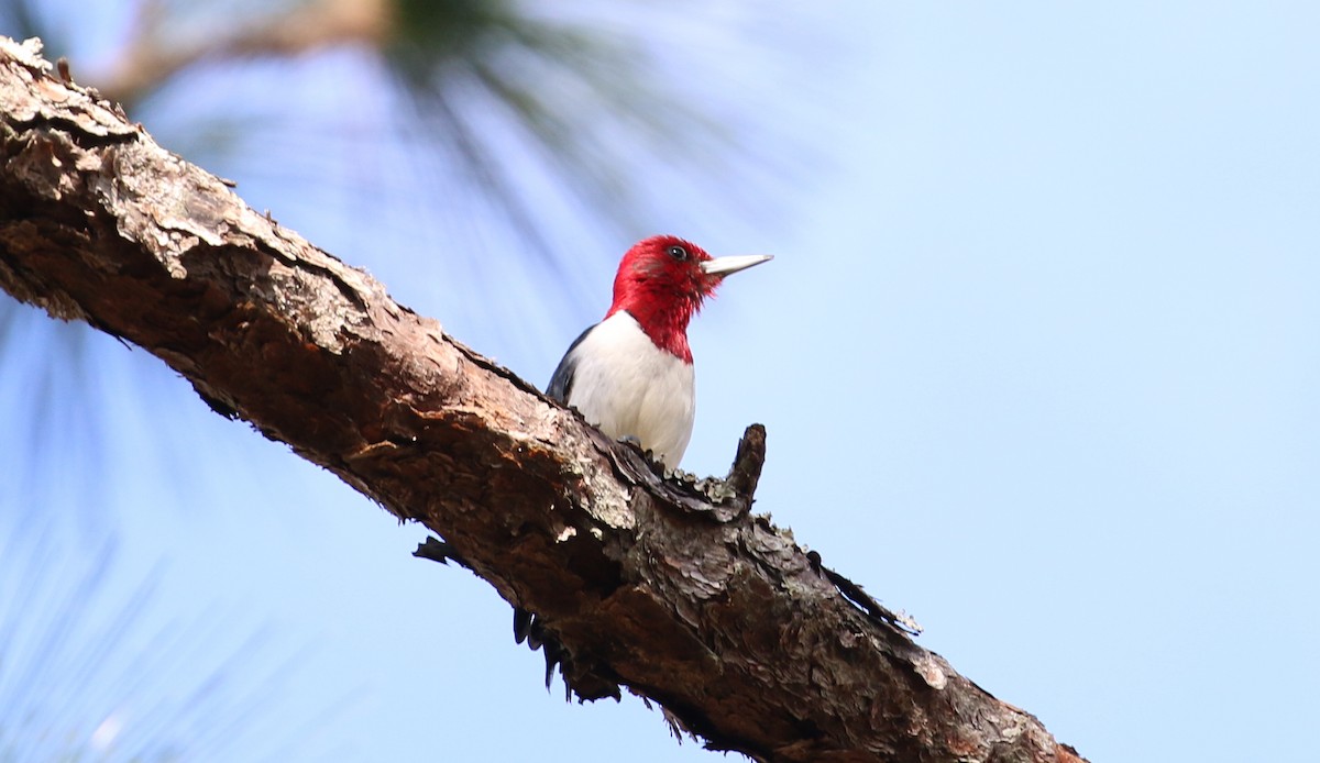 Red-headed Woodpecker - Ethan Ring