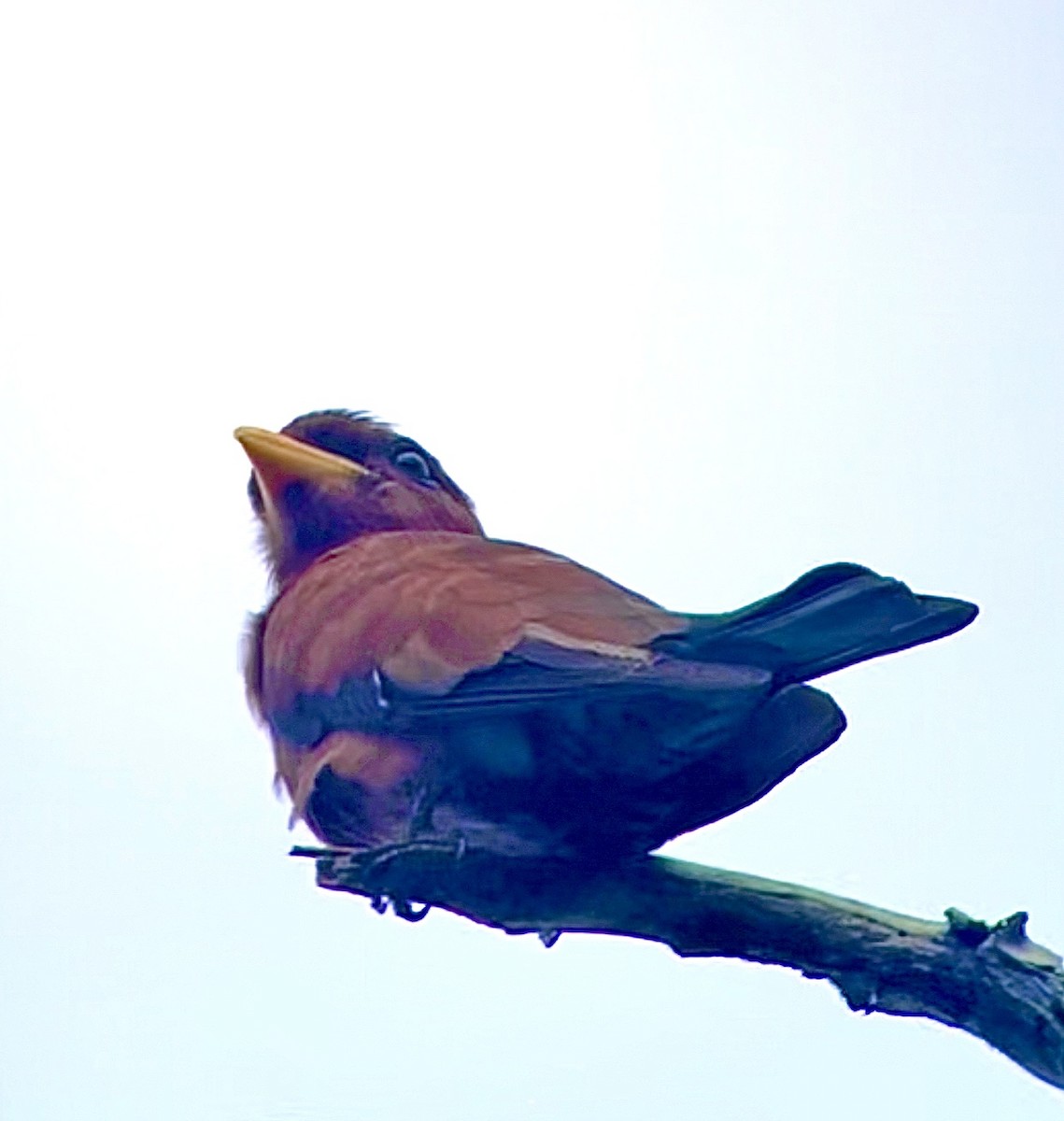 Broad-billed Roller - Hemroulle Jean-Bernard