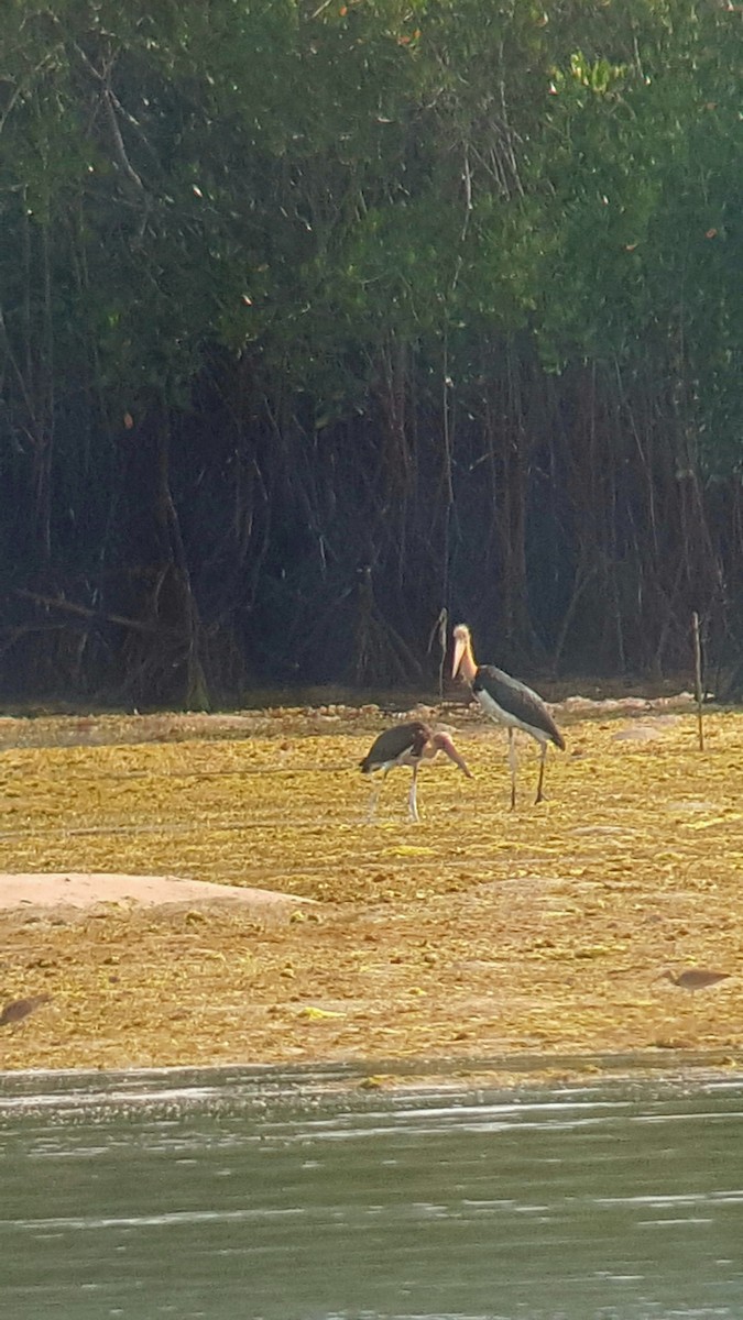 Lesser Adjutant - ML417557391