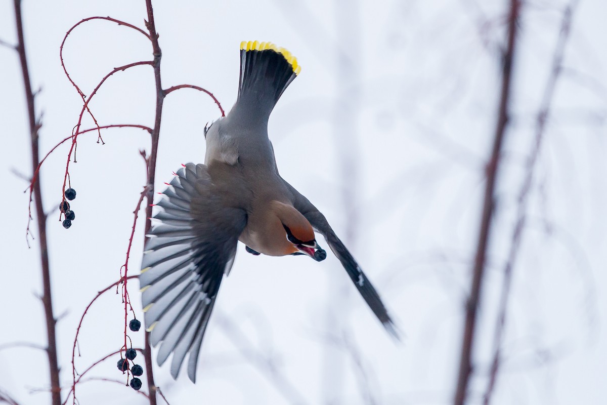 Bohemian Waxwing - ML41755751