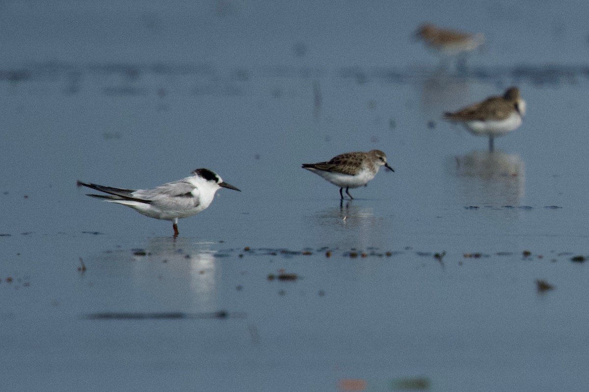 Whiskered Tern - ML417558451