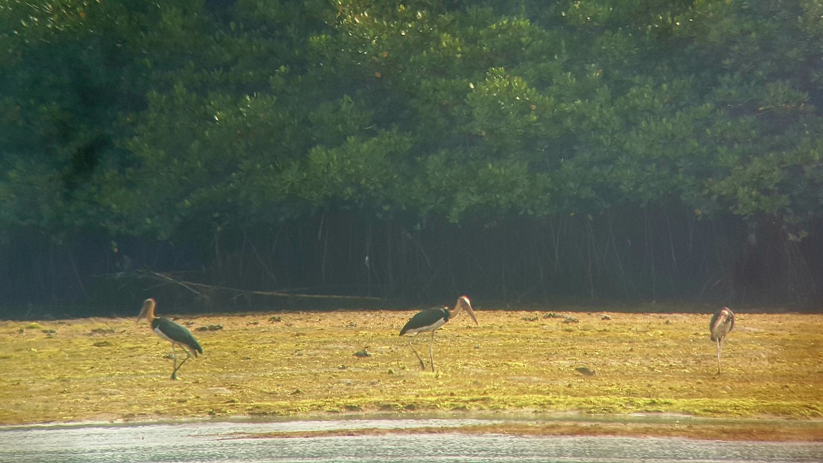 Lesser Adjutant - ML417558551