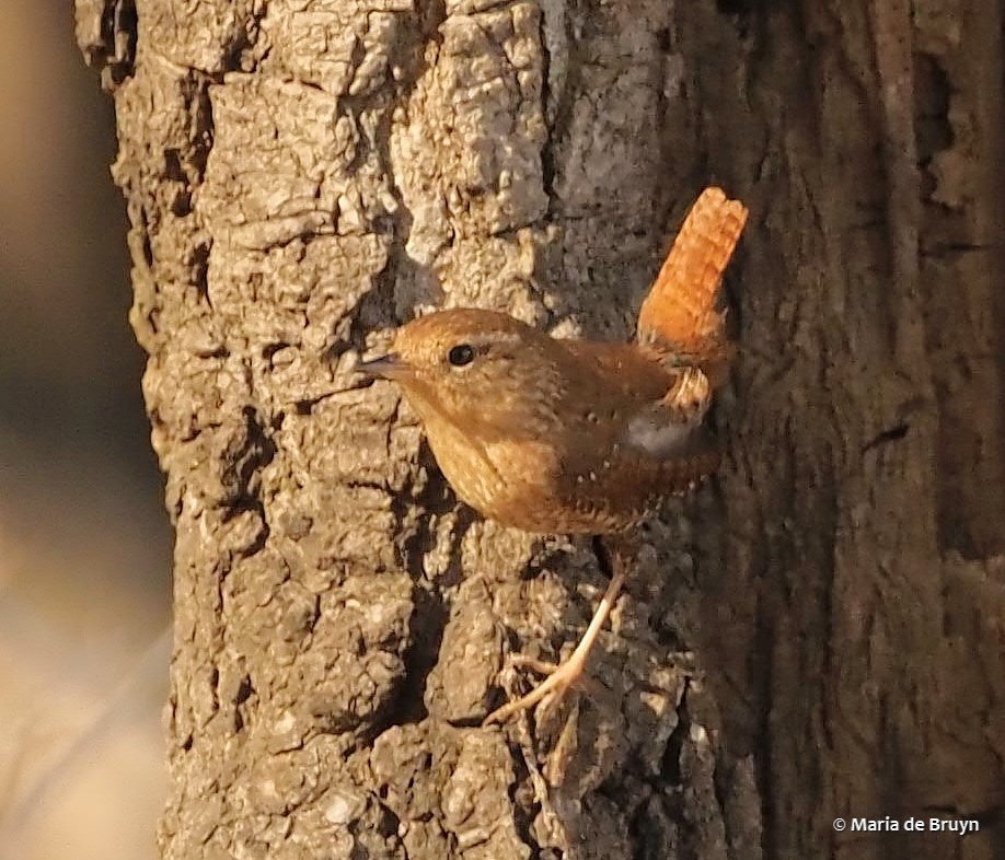 Winter Wren - ML417558571