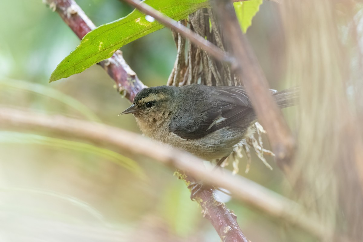 Cinereous Conebill - ML417559491