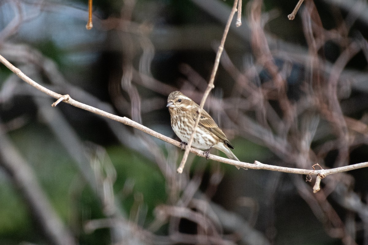 Purple Finch - ML417561561