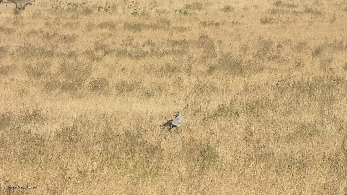 Secretarybird - ML417561591