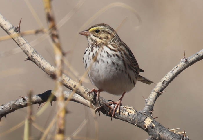 Savannah Sparrow - ML417563351
