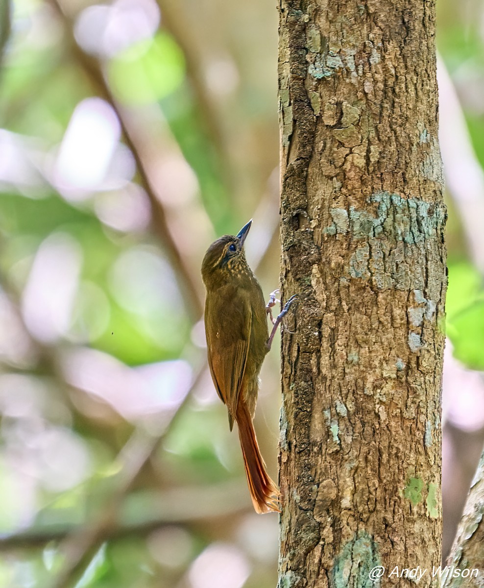 Wedge-billed Woodcreeper (cuneatus Group) - ML417563681