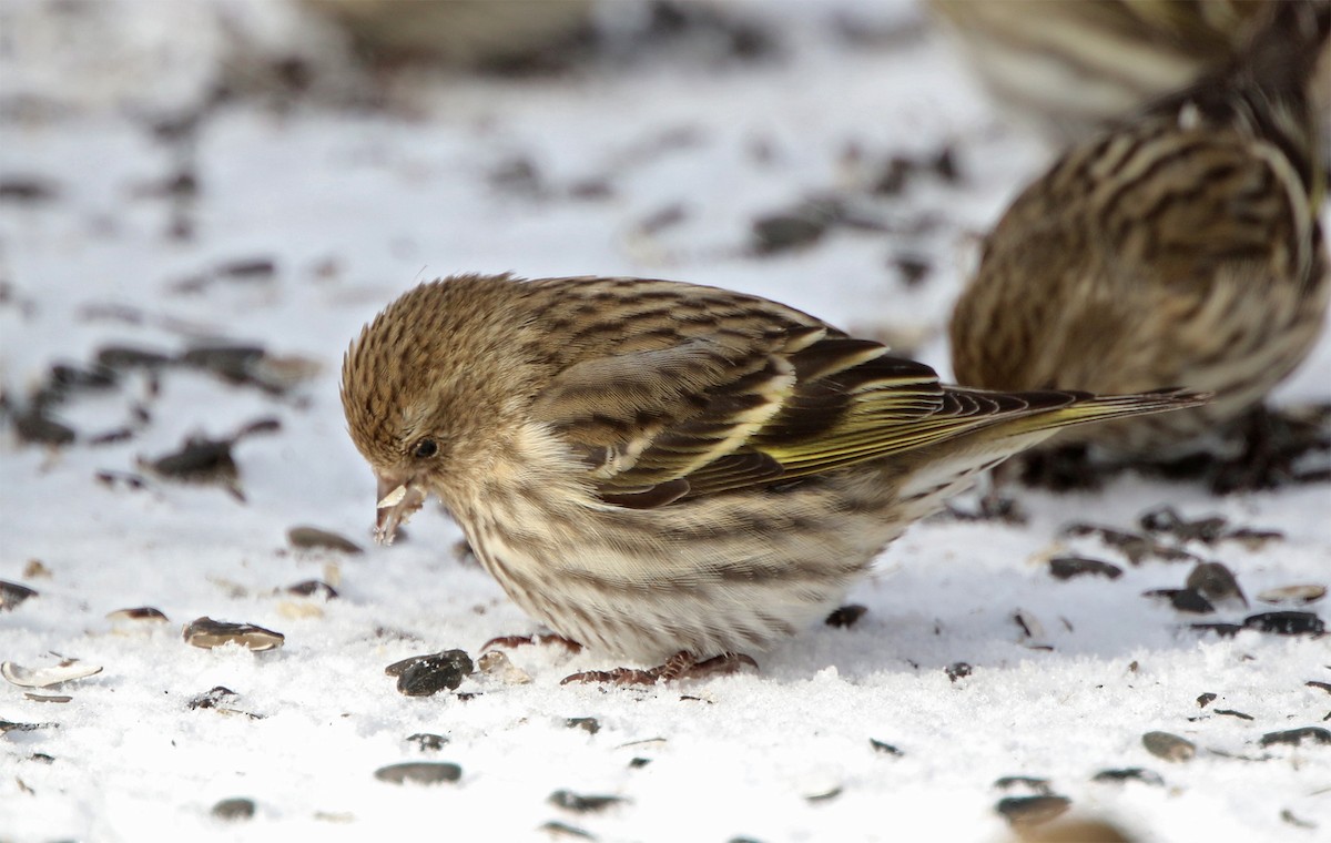 Pine Siskin - ML417564601