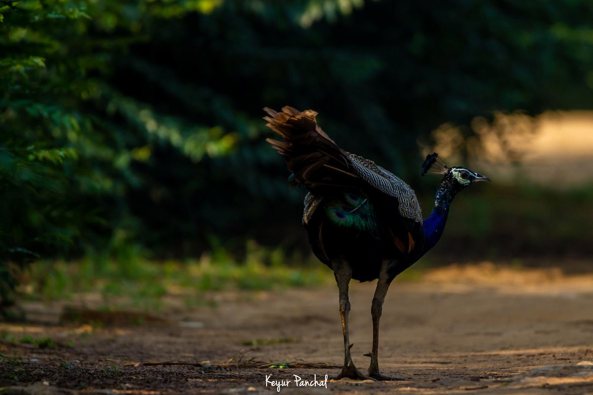 Indian Peafowl - ML417564791