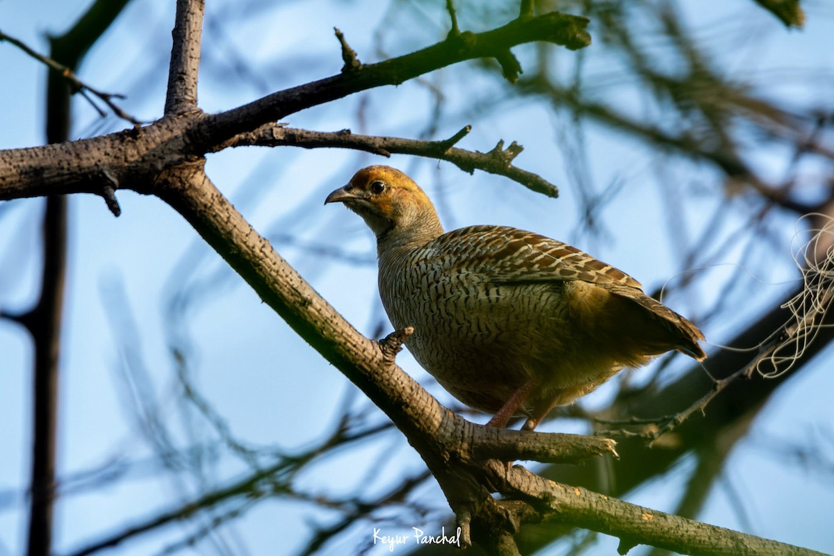 Gray Francolin - ML417564931