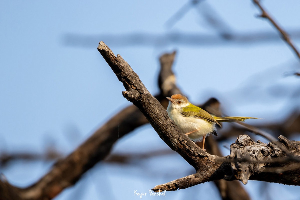 Common Tailorbird - ML417564991