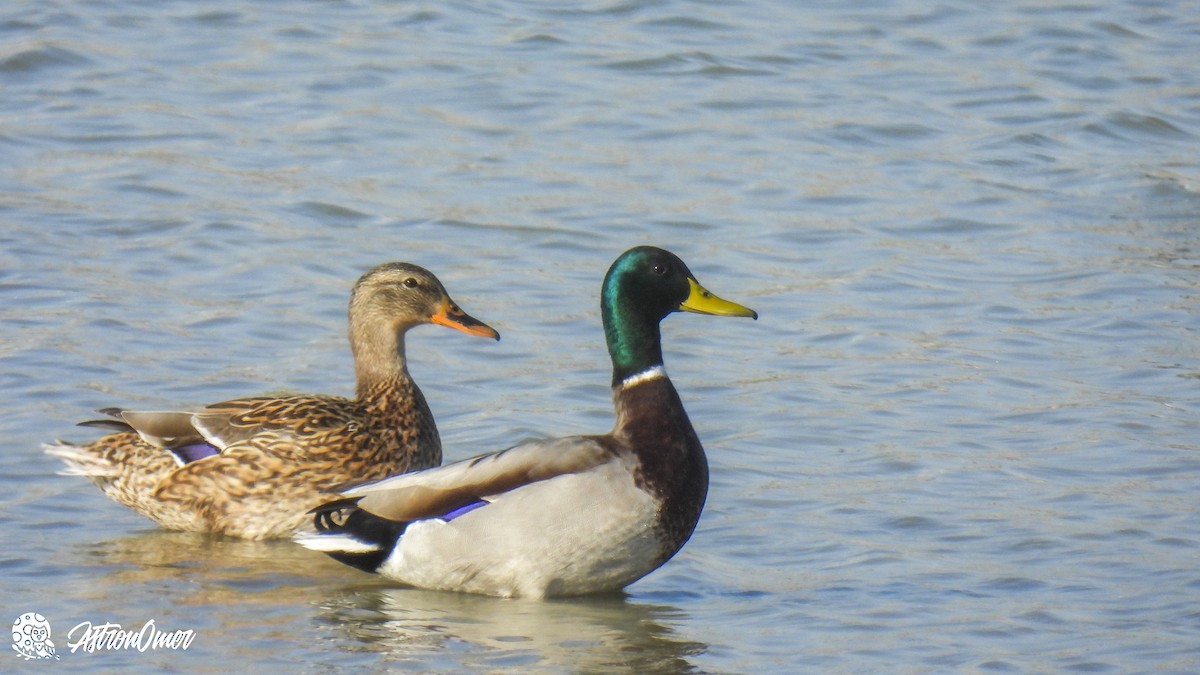 Mallard - Qatar Natural History Group