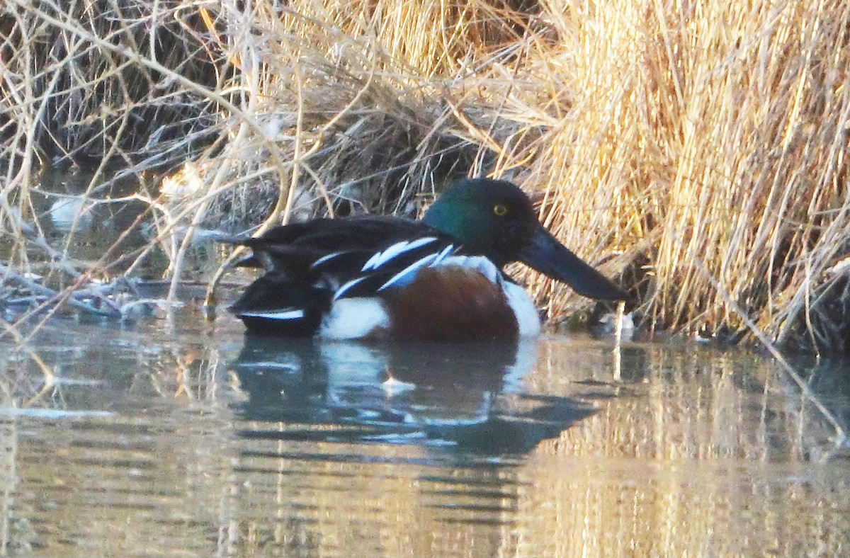 Northern Shoveler - Carolyn Ohl, cc