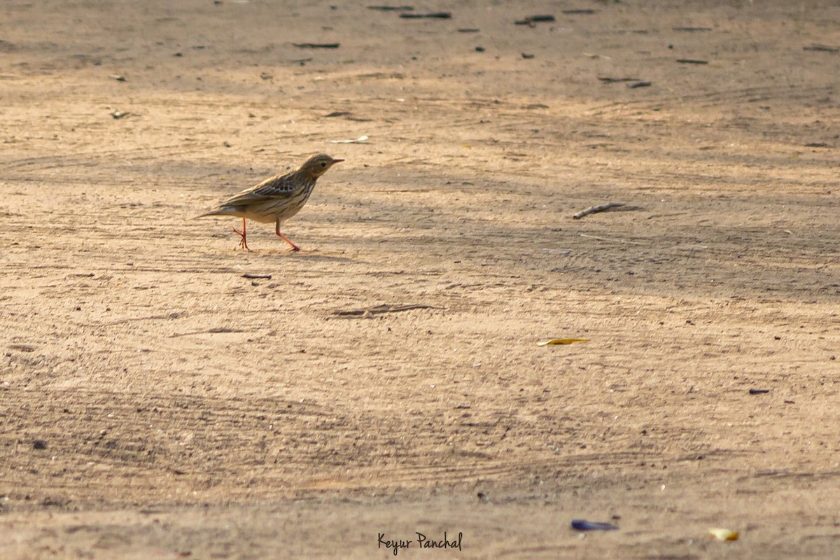 Tree Pipit - ML417565351