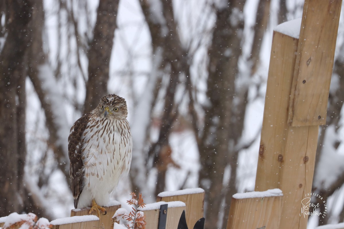 Cooper's Hawk - Serge Morneau