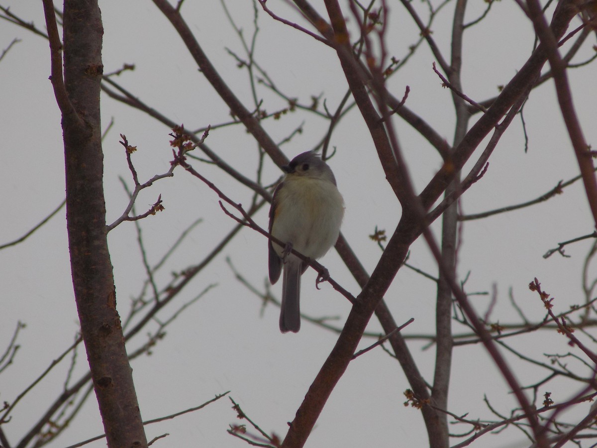 Tufted Titmouse - The Real Anonymous