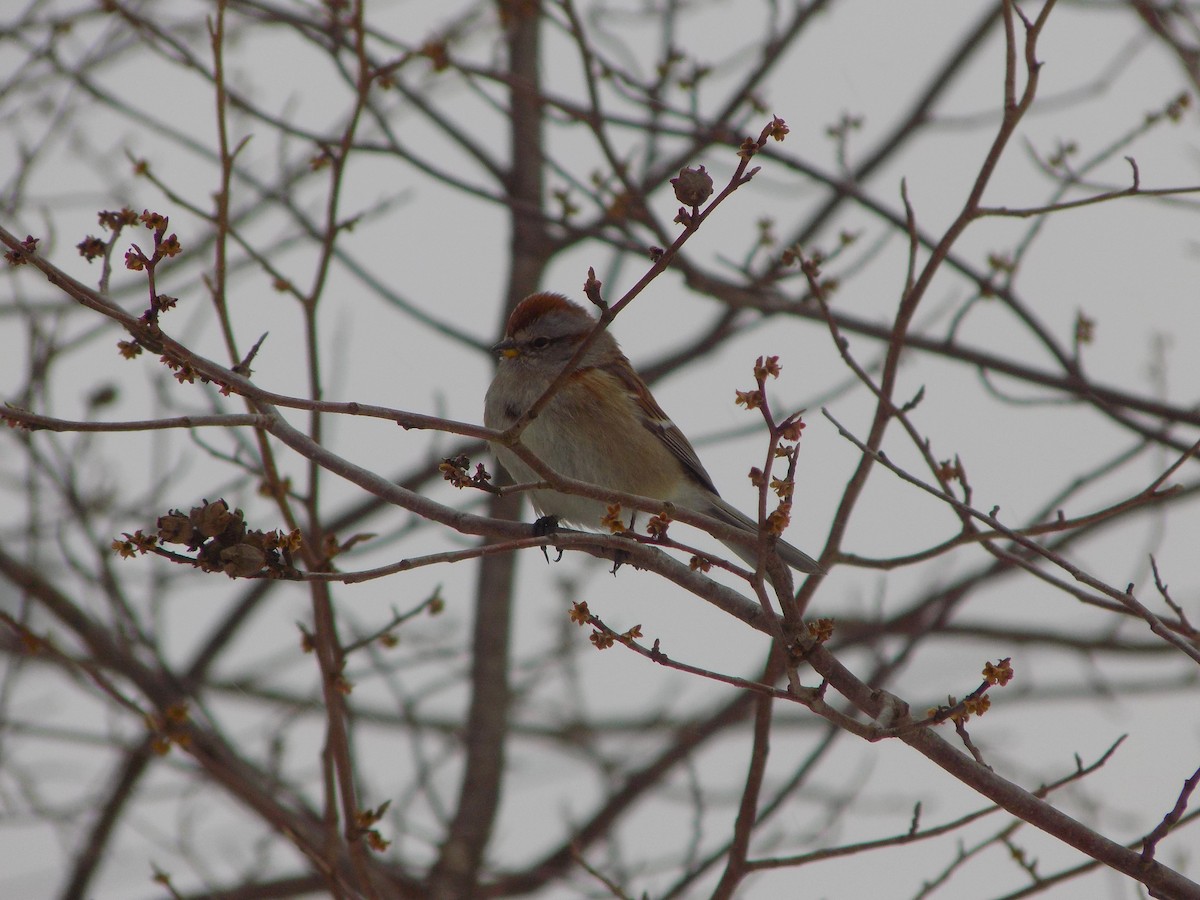 American Tree Sparrow - The Real Anonymous