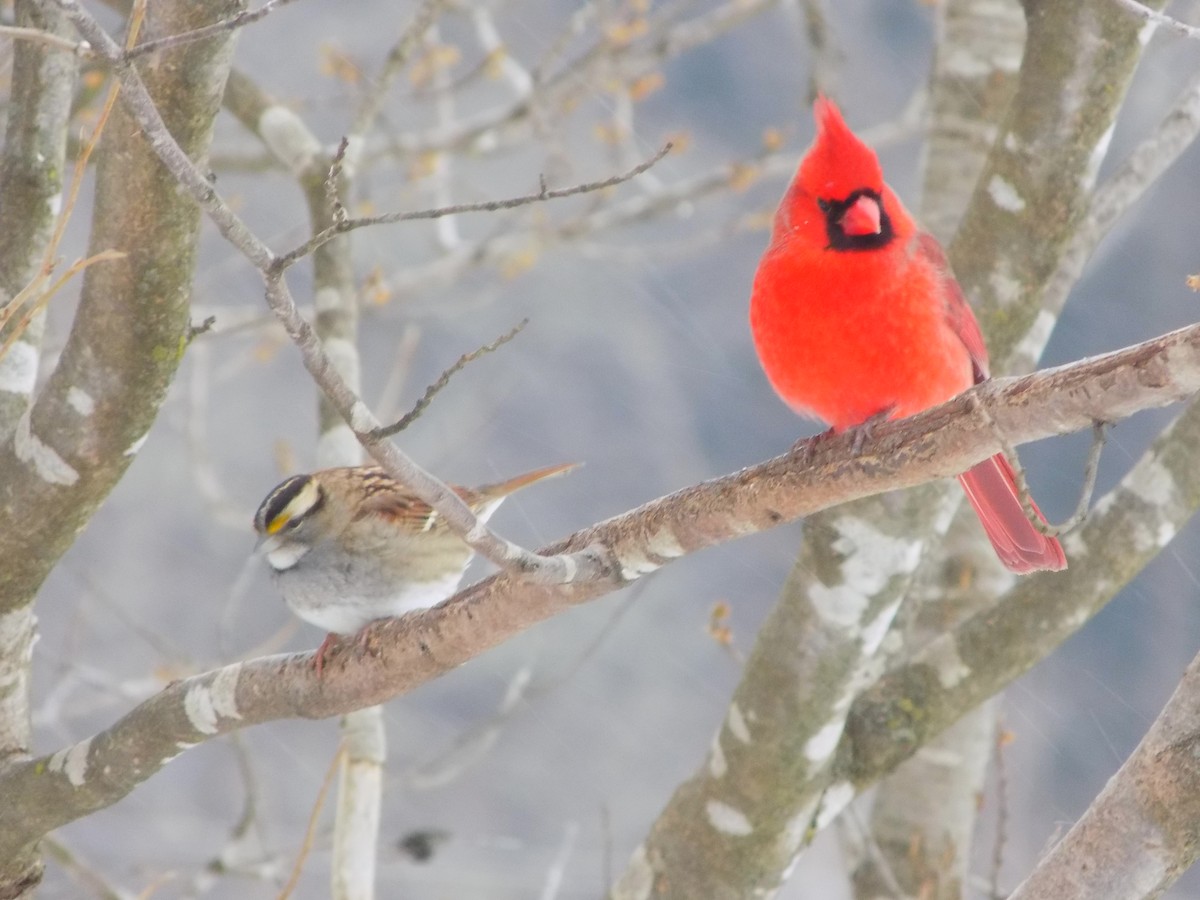 Northern Cardinal - The Real Anonymous
