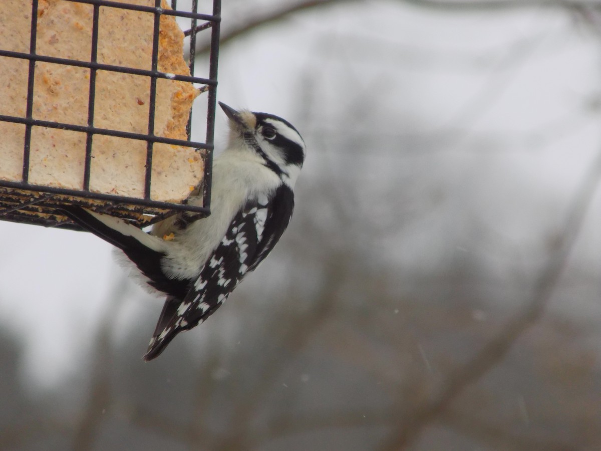 Downy Woodpecker - The Real Anonymous