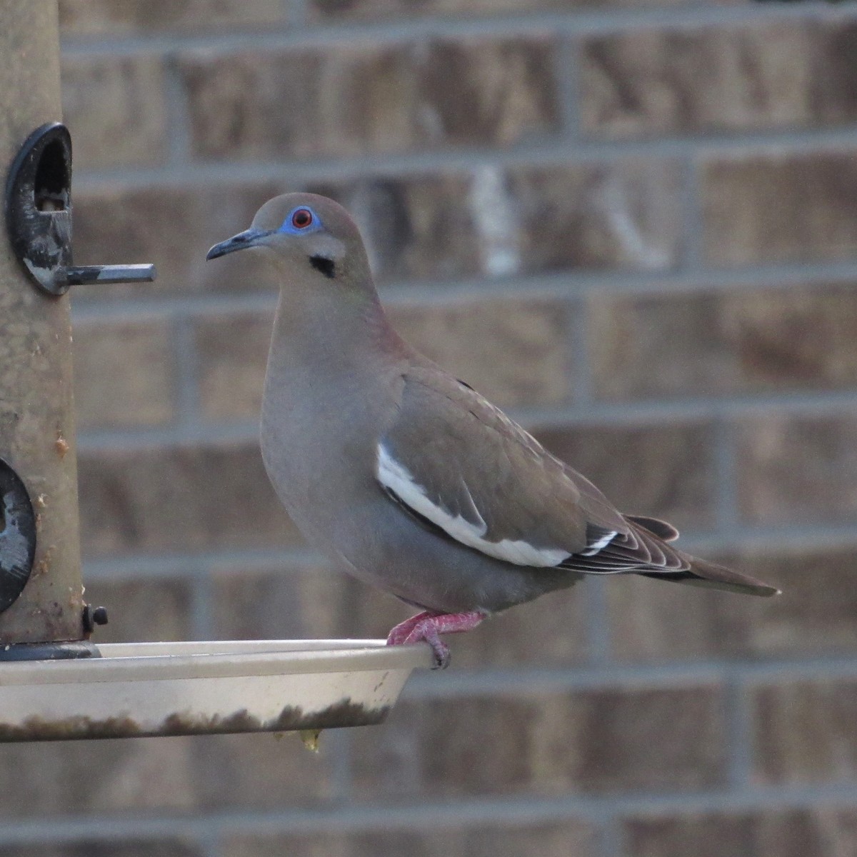 White-winged Dove - ML417568691